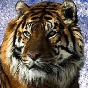 tigris_havas_kiv.jpg